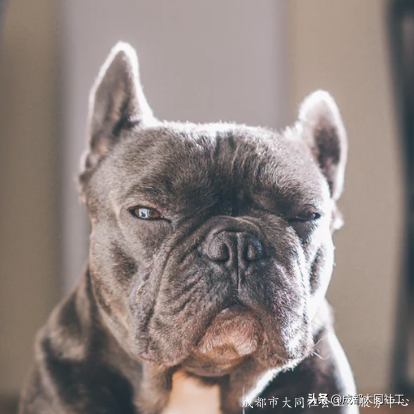 黨建引領(lǐng)丨雙小柏與你一起乘風(fēng)破浪走過的2020